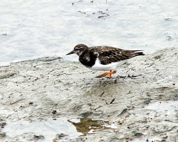 turnstone